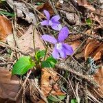 Viola reichenbachiana Blatt