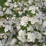 Spiraea × vanhoutteiFlower