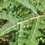 Solanum sisymbriifolium Leaf