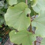 Cercis occidentalis Hostoa