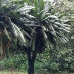 Cycas circinalis Облик