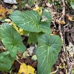 Arum italicumLeaf