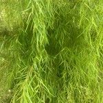 Acacia cognata Fuelha