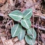 Goodyera pubescens Leaf
