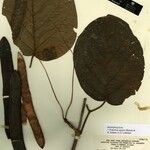 Fridericia egensis Прочее