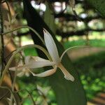Aerangis collum-cygni Flower