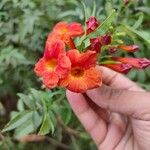 Tecoma fulva Λουλούδι