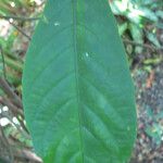 Pachystachys coccinea Feuille