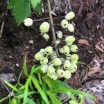 Actaea rubra फल