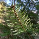 Abies grandis Leaf