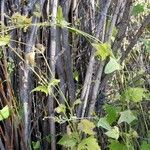 Atriplex micrantha Habitus