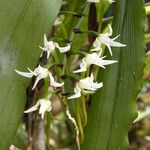 Cyrtorchis monteiroae Flower