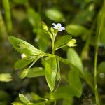 Myosotis laxa অভ্যাস