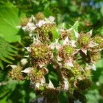 Rubus scabripes ഫലം