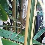 Phyllostachys aurea Bark