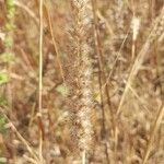 Cenchrus pedicellatus Fula
