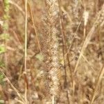 Pennisetum pedicellatum Blomma