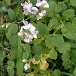 Crotalaria verrucosa Flor