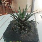 Haworthia attenuata পাতা