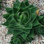 Aristaloe aristata cv. 'Cosmo' Агульны выгляд