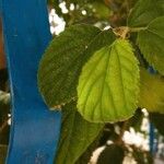 Celtis australisLeaf