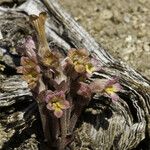 Orobanche fasciculata Hábito