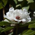 Rhododendron sikangense Flower