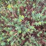 Euphorbia terracina Habit