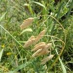 Bromus secalinus 果實