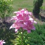 Lilium bulbiferumFlower