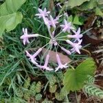 Tulbaghia violaceaBloem