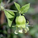 Silene baccifera Flower