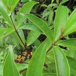 Miconia longifolia Лист