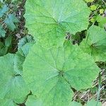 Petasites albus Blad