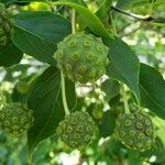 Cornus kousa Fruto