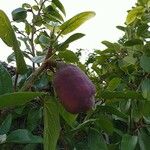 Ficus assamica Fruit