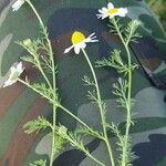 Anthemis cotula Feuille