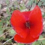 Papaver argemone Fula