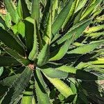 Agave lophantha Frunză