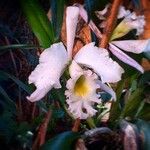 Cattleya mendelii Kvet
