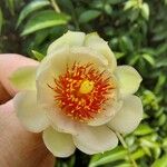 Pereskia aculeata花