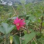 Passiflora manicata Blüte