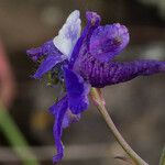 Delphinium patens Květ