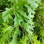 Quercus coccinea Leaf