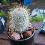 Pilosocereus chrysostele Hoja