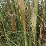 Cortaderia selloana Flor