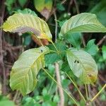 Cybistax antisyphilitica Leaf