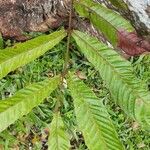 Pometia pinnata Leaf