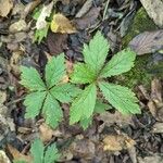 Sanicula canadensis Feuille