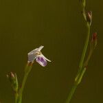 Linderniella gracilis Blomst